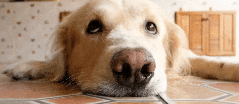 KI-im-Marketing-Blog-Golden Retriver
